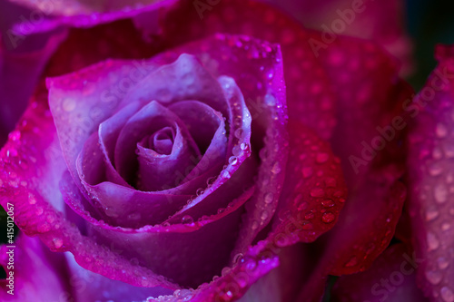 Pink purple roses with dew