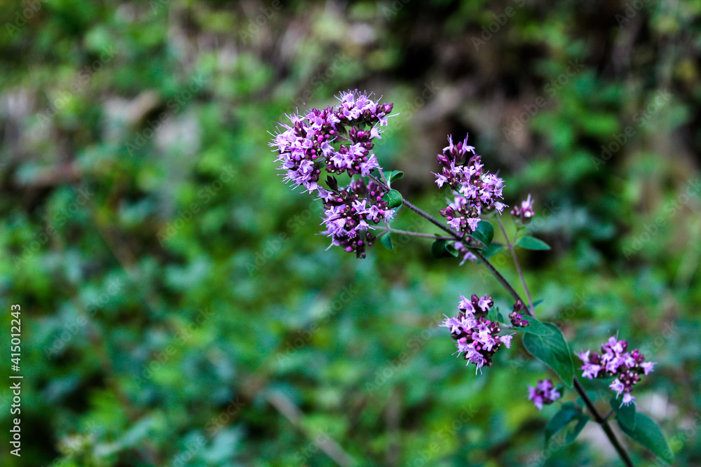 Buddleja davidii (Butterfly Bush) blooming flowers in the garden Buddleja davidii (Butterfly Bush) blooming flowers in the garden