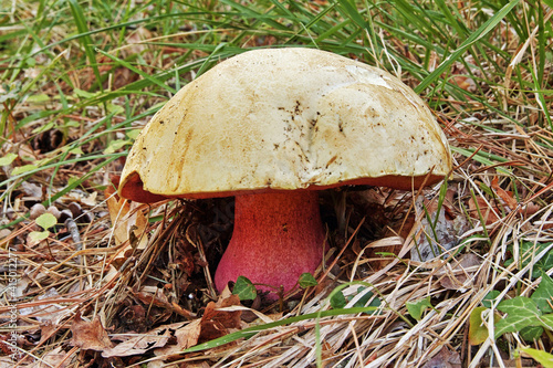 Fotografía devil's bolete