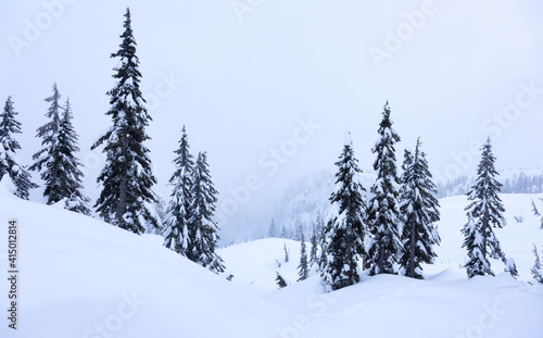 Canadian Nature Landscape covered in fresh white Snow during winter. Taken in Seymour Mountain, North Vancouver, British Columbia, Canada. Nature Background Panorama