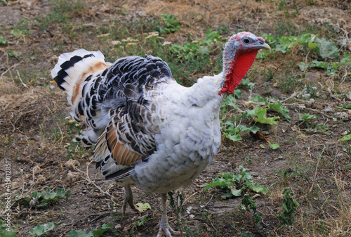 white turkey walks in the yard