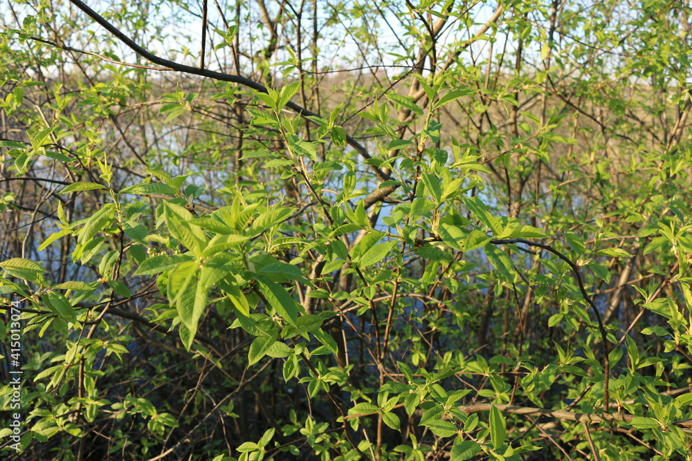 small green leaves on the branches spring small green leaves on the branches spring