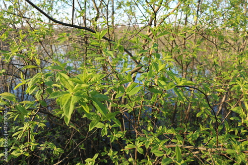small green leaves on the branches spring