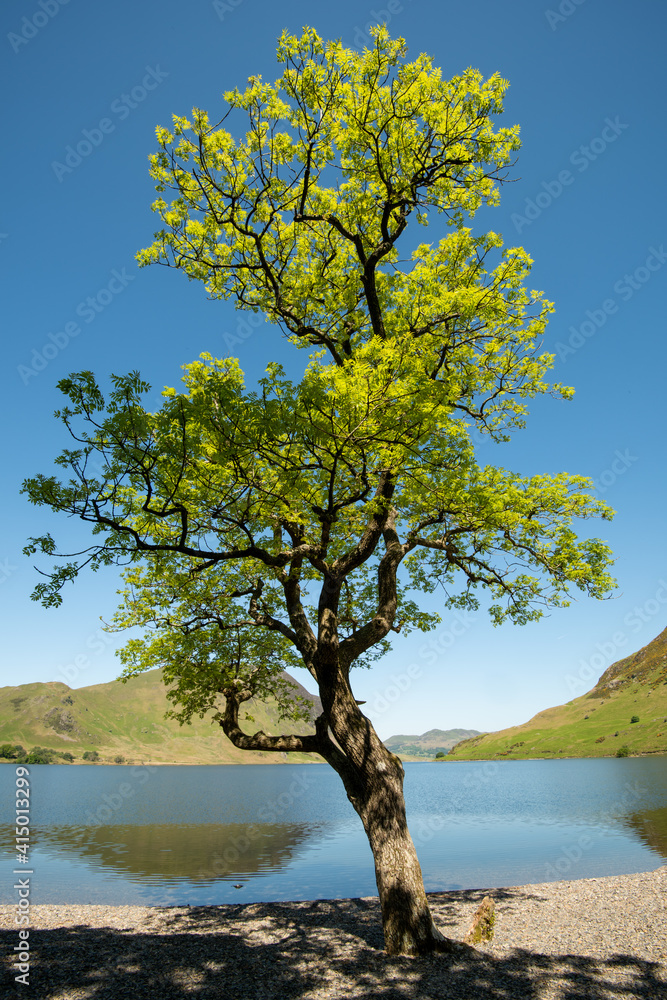 Tree on the shore of Crummock 