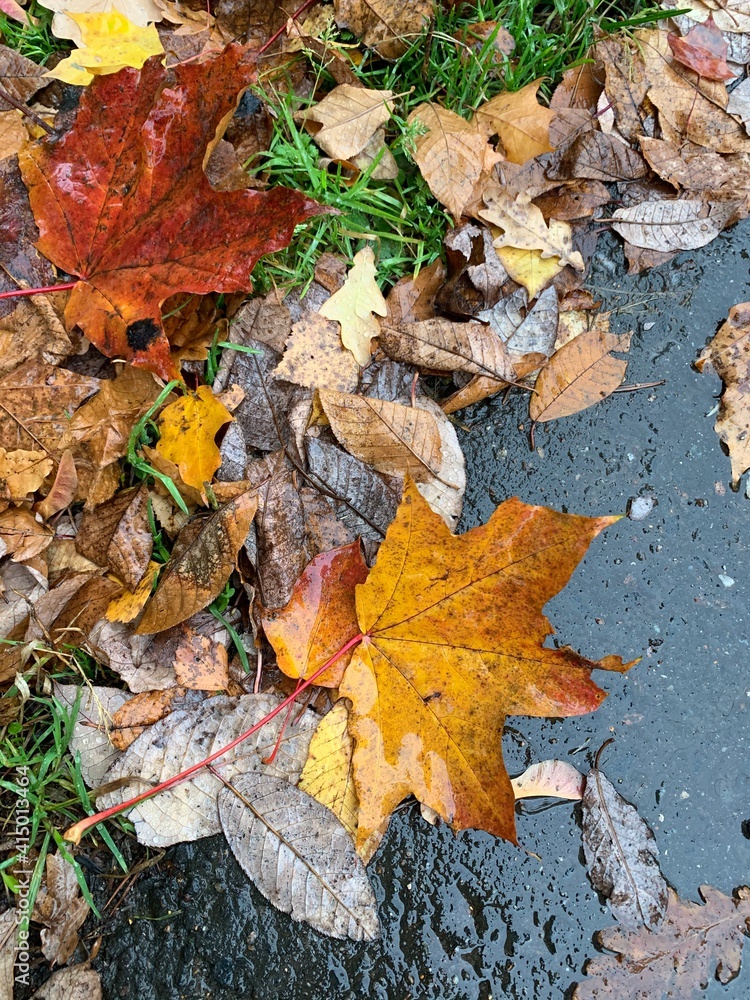 autumn leaves on the ground