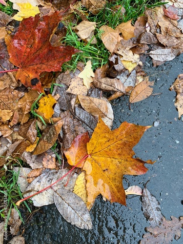 autumn leaves on the ground