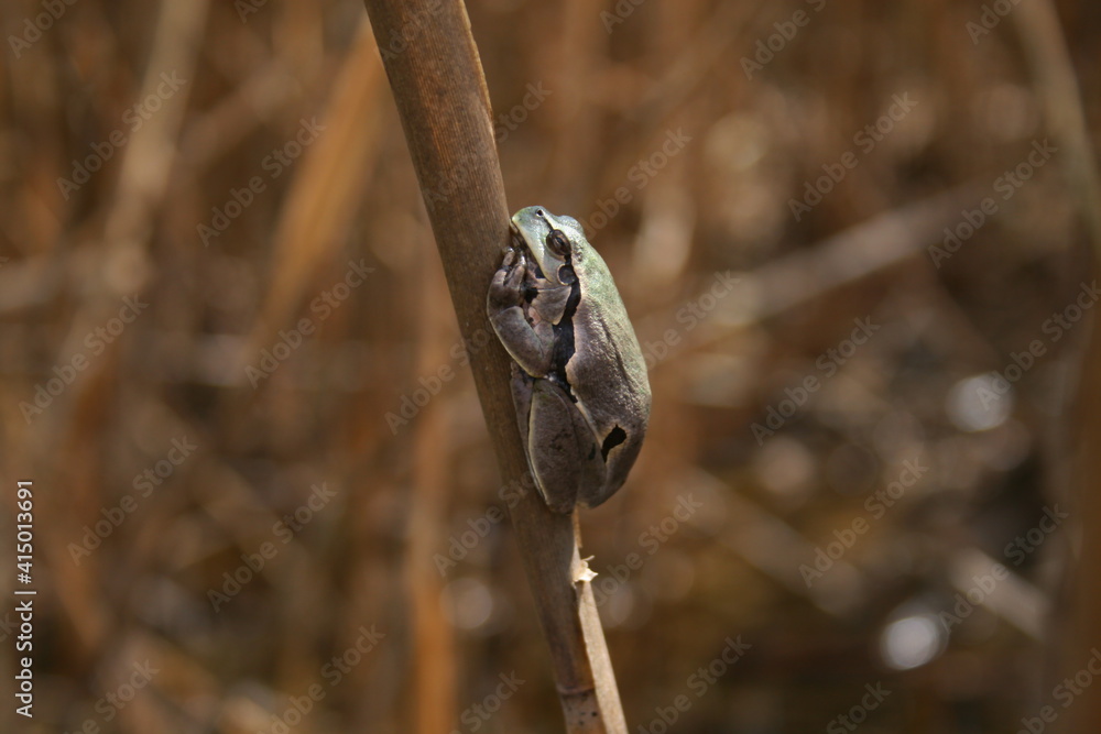 Fototapeta premium Tree frog