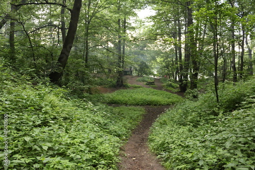 forest in summer after rain