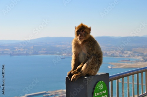 Monkeys of Gibraltar