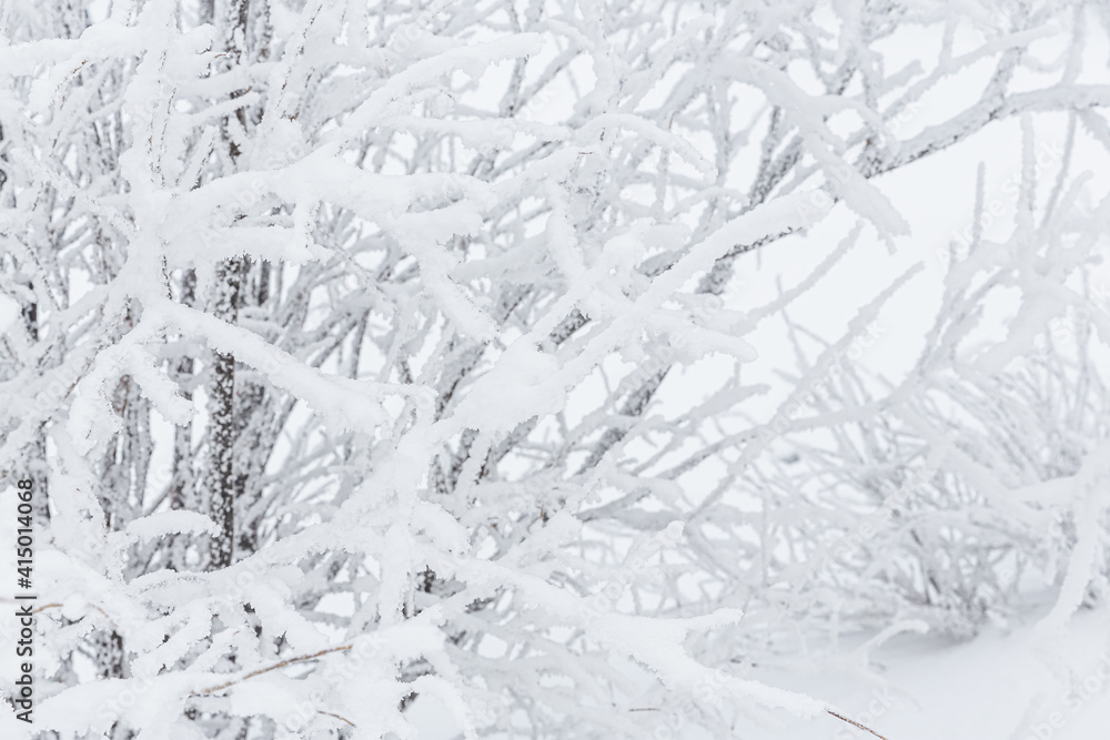 Snow and rime ice on the branches of bushes. Beautiful winter background with twigs covered with hoarfrost. Plants in the park are covered with hoar frost. Cold snowy weather. Cool frosting texture. Snow and rime ice on the branches of bushes. Beautiful winter background with twigs covered with hoarfrost. Plants in the park are covered with hoar frost. Cold snowy weather. Cool frosting texture.