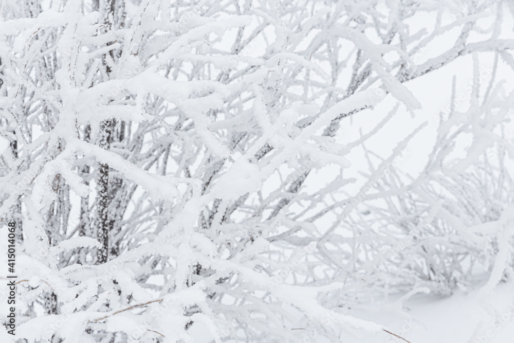 Snow and rime ice on the branches of bushes. Beautiful winter background with twigs covered with hoarfrost. Plants in the park are covered with hoar frost. Cold snowy weather. Cool frosting texture.