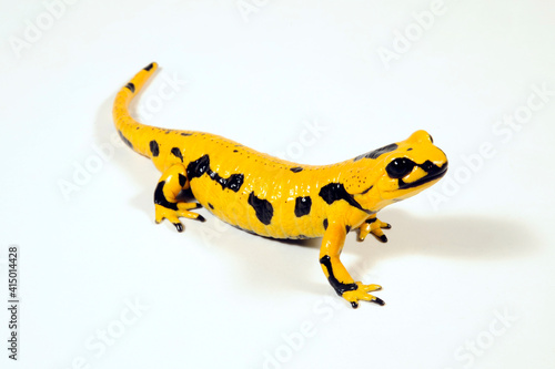 high yellow Fire salamander // hellgelber Feuersalamander (Salamandra salamandra) photo