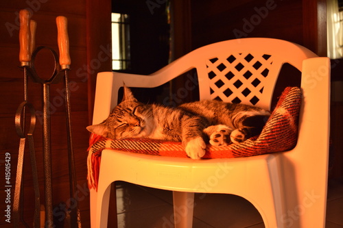 Sleeping cat by the fire