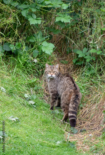 Photography Wildcat queen outside her den