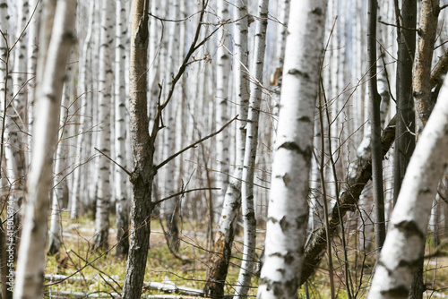 Spring forest with birch trees. Russia  March