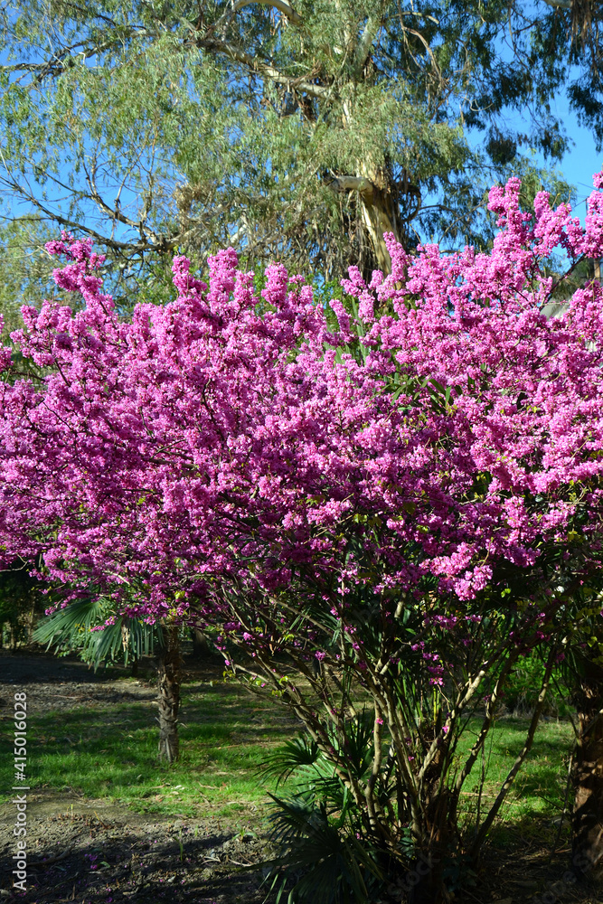 beautiful flowering cersis juda tree bloom shrub with pink flowers in a botanical garden beautiful flowering cersis juda tree bloom shrub with pink flowers in a botanical garden