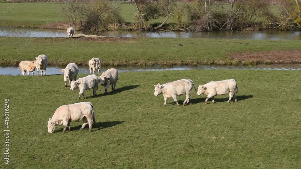Landscape with Charolais cows walking in a field Landscape with Charolais cows walking in a field