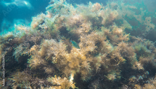 coral reef in the sea