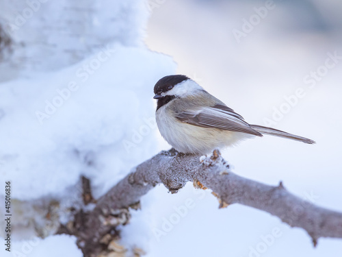 Black-capped Chickadee During Winter in Alaska