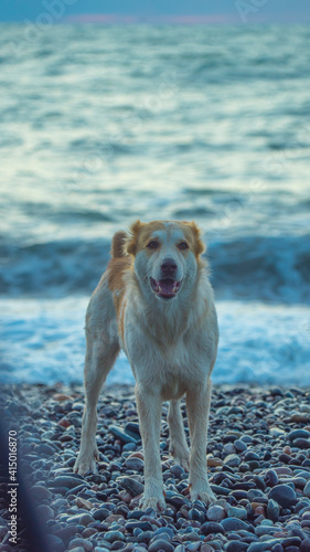 good kind dog by the sea
