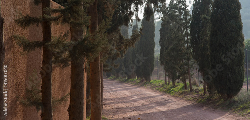 Entrada de cipreses, camino a Porta Coeli, en la Sierra Calderona photo