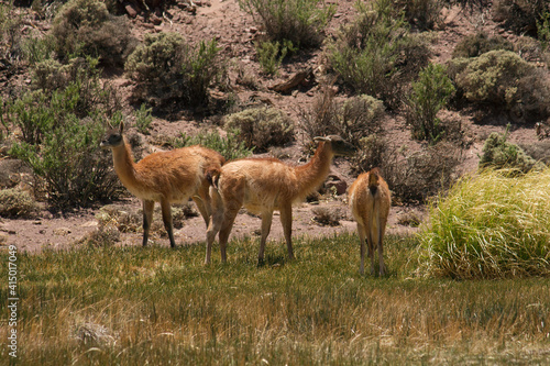 Andean wildlife. Fauna. Herd of Guanacos grazing in the mountains meadow. 