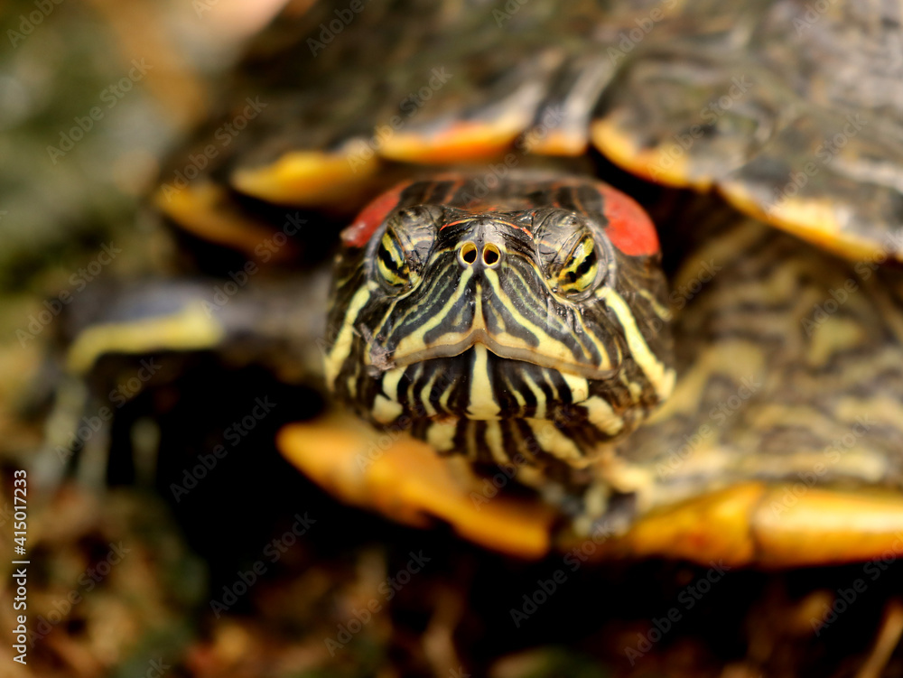 close up of a turtle eyes, take your time close up of a turtle eyes, take your time