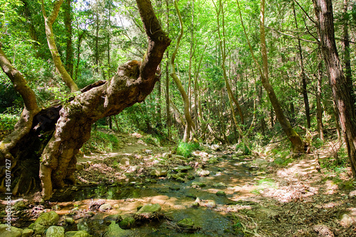 Bild auf Leinwand Within the forests of Samos island, in Aegean sea, Greece.