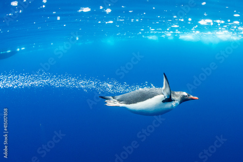 Gentoo penguins (Pygoscelis papua), underwater in clear water in Lindblad Cove, Trinity Peninsula photo