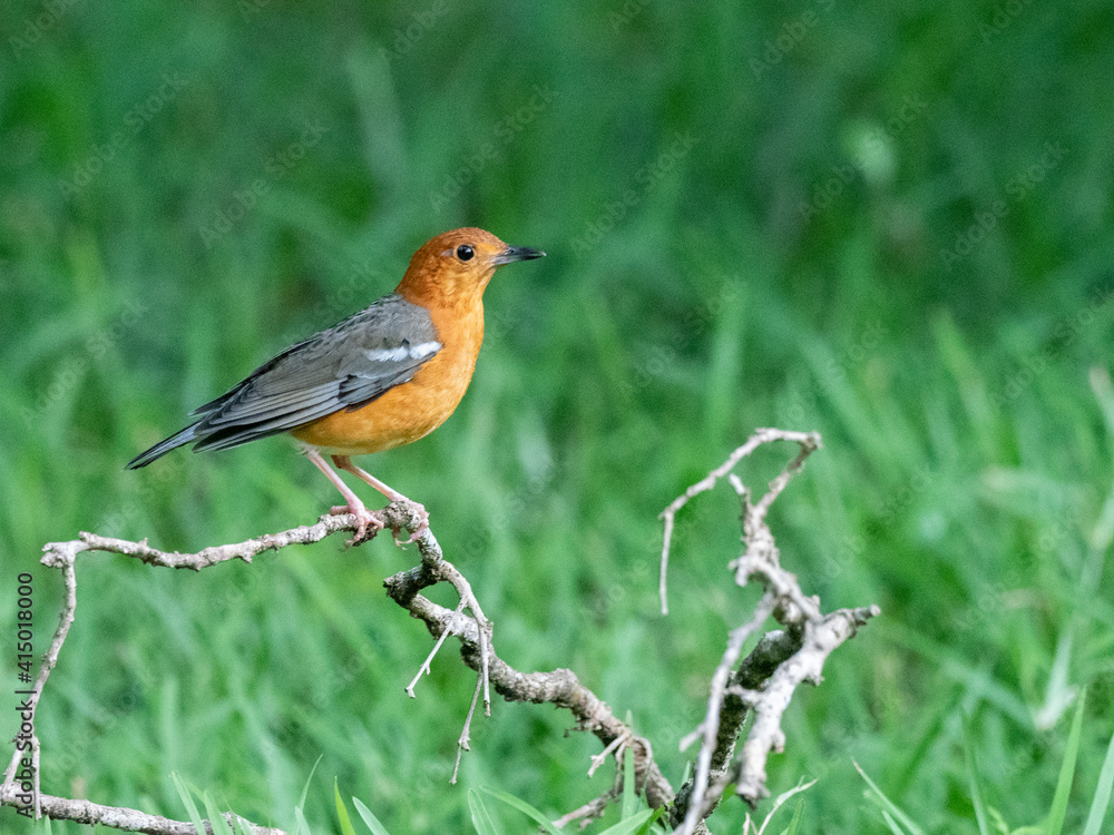 An adult orange-headed thrush (Geokichla citrina), Wilpattu National Park, Sri Lanka An adult orange-headed thrush (Geokichla citrina), Wilpattu National Park, Sri Lanka