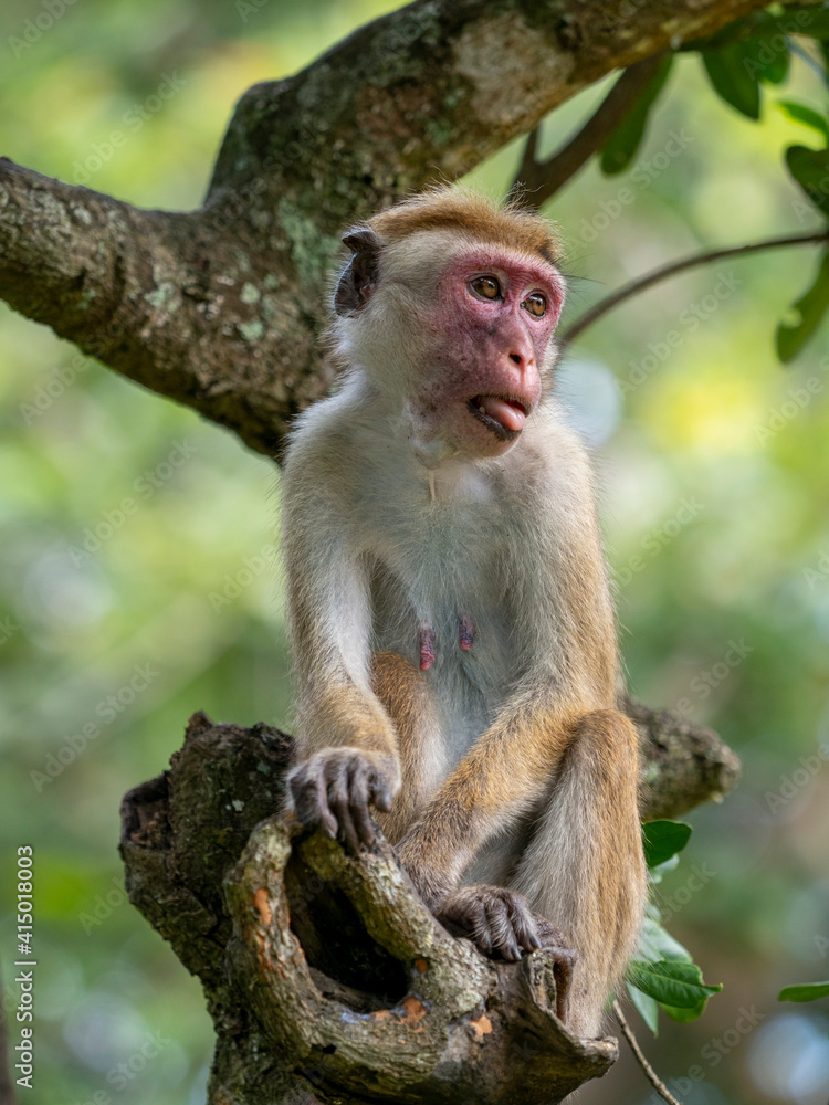 An adult Toque macaque (Macaca sinica), Yala National Park, Sri Lanka An adult Toque macaque (Macaca sinica), Yala National Park, Sri Lanka