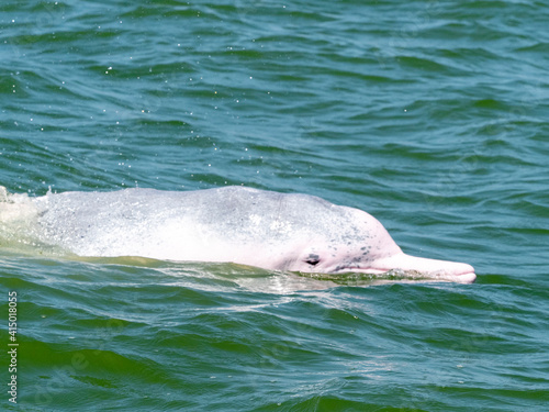 An adult Indian Ocean Humpback Dolphin (Sousa plumbea), surfacing off the Kalpitiya Peninsula, Sri Lanka photo