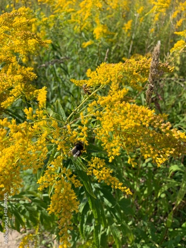 yellow flowers in the garden