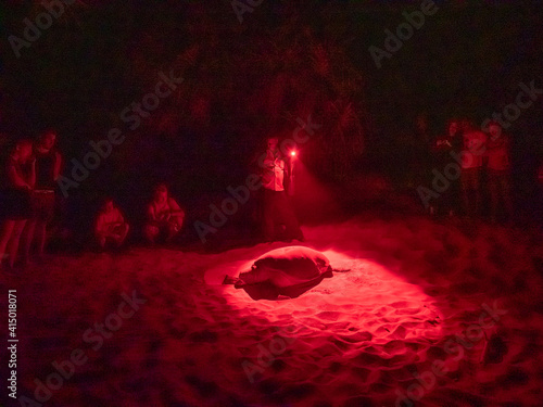 Adult female green sea turtle (Chelonia Mydas), coming ashore at night to nest, Rekawa Beach, Sri Lanka