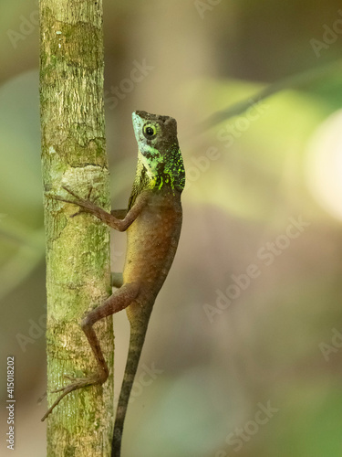 An adult male Sri Lankan kangaroo lizard (Otocryptis weigmani), in the Sinharaja Rainforest Reserve, Sri Lanka photo