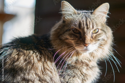Domestic cat