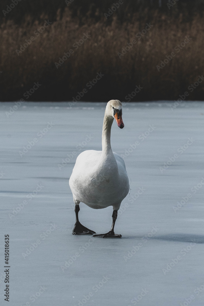 Obraz premium Schwan am See IV