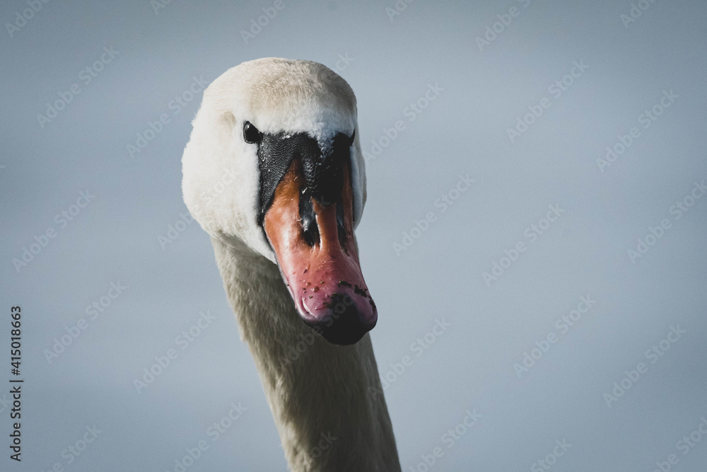 Fototapeta premium Schwan am See III