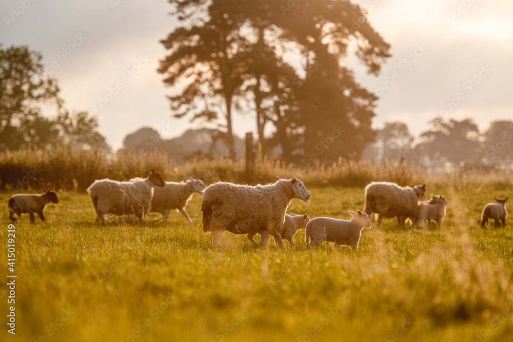 Back-lit silhouettes of Sheep and Spring Lambs Back-lit silhouettes of Sheep and Spring Lambs
