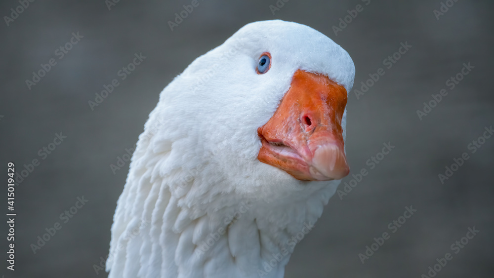bird, gans, ente, tier, schnabel, natur, weiß, kopf, bauernhof, gans, bird, gans, ente, tier, schnabel, natur, weiß, kopf, bauernhof, gans,