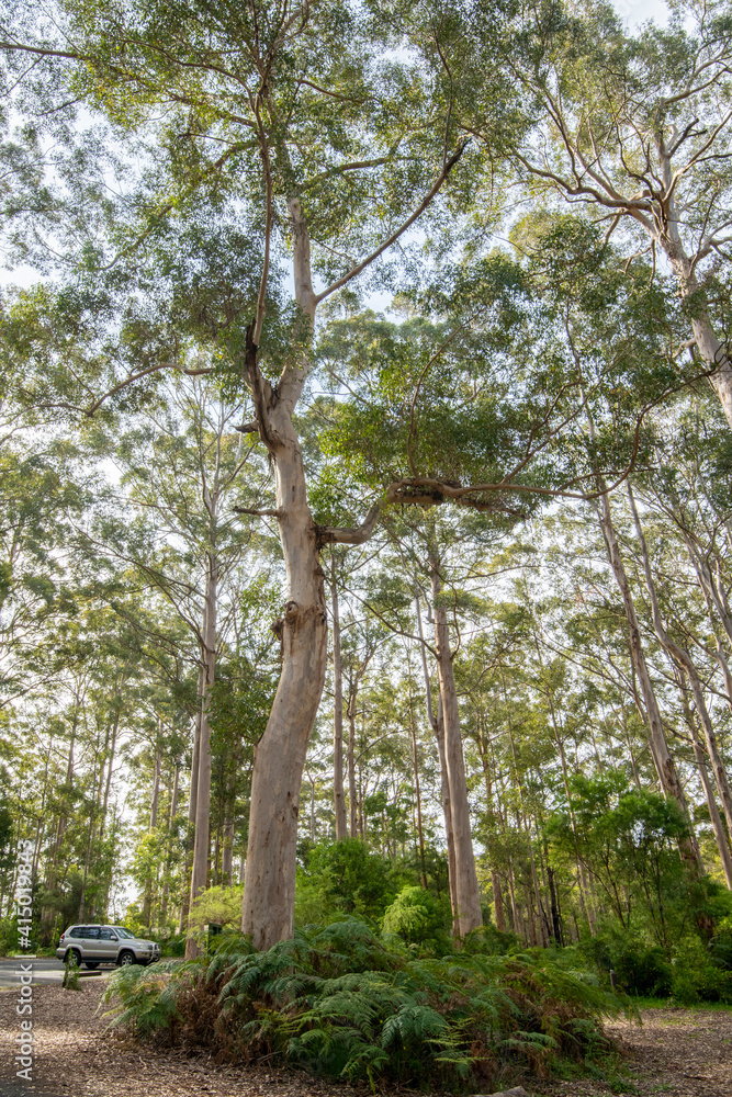 Giant Karri gum trees at Gloucester National Park, Pemberton, Western Australia, Australia, Pacific Giant Karri gum trees at Gloucester National Park, Pemberton, Western Australia, Australia, Pacific