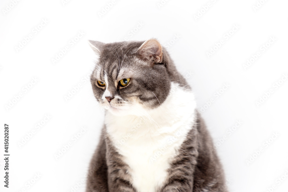 Portrait of a cat of the British breed on a white background. Pets concept. Portrait of a cat of the British breed on a white background. Pets concept.