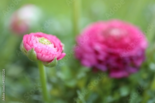 Wallpaper Mural Pink ranunculus.Pink buttercups flower.Floriculture concept. Spring flowers in the garden. Spring Pink flowers.Beautiful delicate  flowers.	Growing ranunculus, breeding and growing flowers. Torontodigital.ca