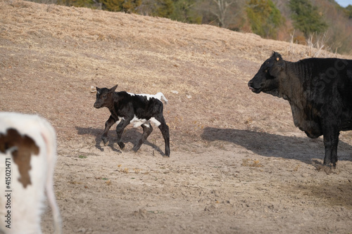 Winter calf running through dry field with cows on farm.
