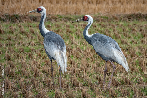 White naped crane (Antigone vipio), Arasaky, Hokkaido, Japan photo