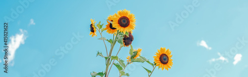 Φωτογραφία Cute beautiful yellow sunflower heads against blue sky outdoor