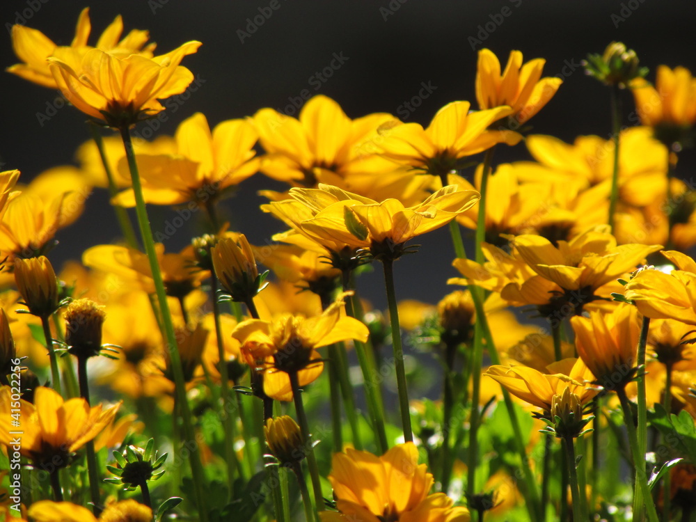 Fototapeta premium yellow flowers in the garden