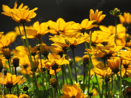 yellow flowers in the garden