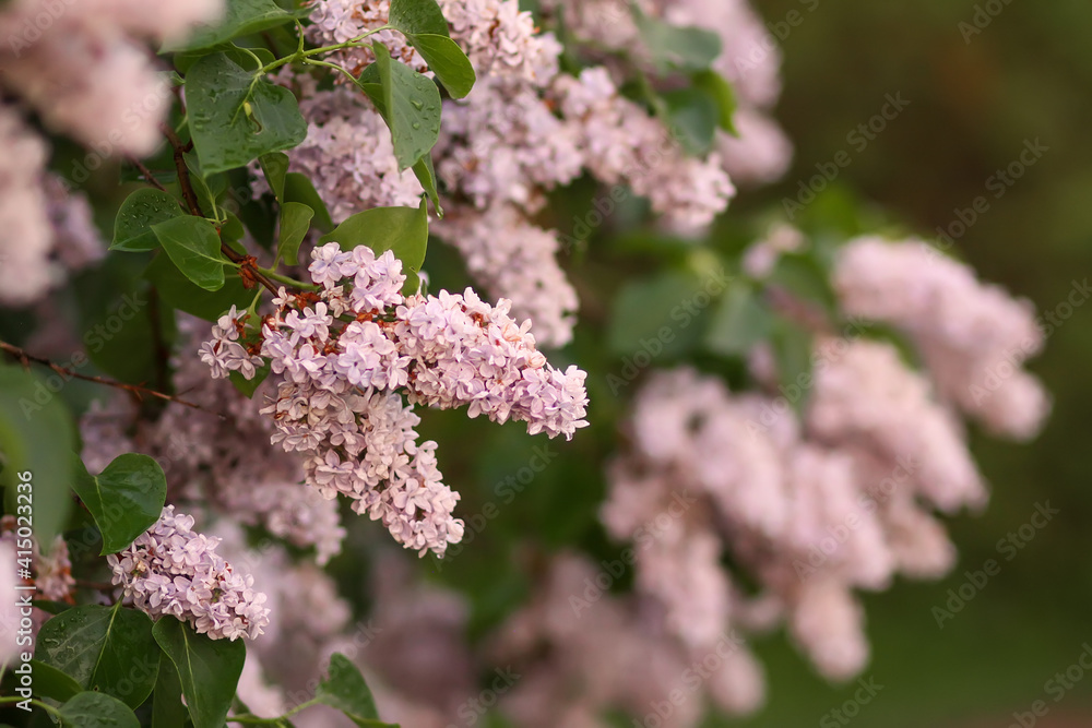 Syringa vulgaris blooming plant. Fragrant purple lilac bush in the spring garden in countryside. Syringa vulgaris blooming plant. Fragrant purple lilac bush in the spring garden in countryside.