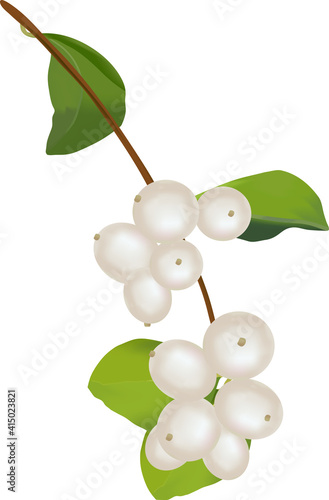 Wallpaper Mural Branch with white berries of a snowberry  Torontodigital.ca